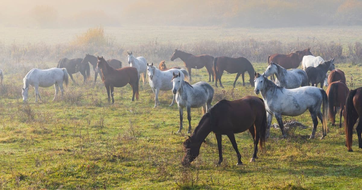Hortobágy National Park
