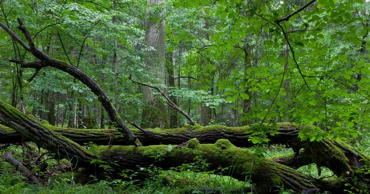 Białowieża Forest